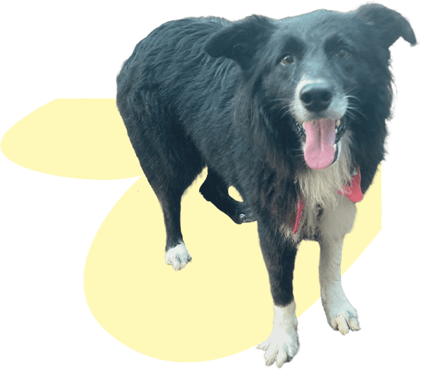 Cão caramelo